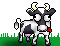 cow2